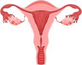 女性子宫与卵巢解剖示意图